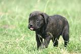 CANE CORSO 1442